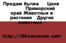 Продам бычка   › Цена ­ 10 000 - Приморский край Животные и растения » Другие животные   